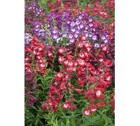You Garden Hardy Penstemon Collection Blue