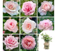 You Garden Harkness Pale Pink Rose, Gift Wrapped Established Rose Plant In 4 Litre Pot, Ready To Plant Rose For Pots, Beds, Or Borders, Colou