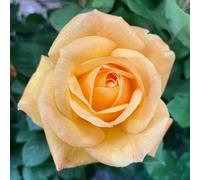 You Garden Harkness Rose 'a Faithful Friend' 4 Litre Pot