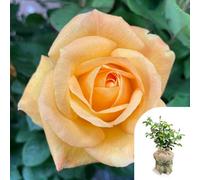 You Garden Harkness Rose 'a Faithful Friend' 4 Litre Pot, Gift Wrapped