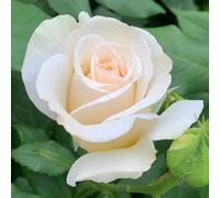 YouGarden Harkness Rose 'China Wedding 20th Anniversary' ®, Established Plant in 4 Litre Pot, Ready to Plant, Apricot Flowers for Pots, Beds, or Borders