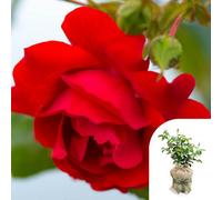 You Garden Harkness Rose Climbing 'blooming Marvellous' ™, Gift Wrapped Established Plant In 4 Litre Pot, Summer To Autumn Flowering