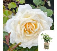 You Garden Harkness Rose 'happy Birthday Cream' ™ Gift Wrapped 4 Litre Pot