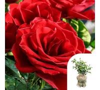 You Garden Harkness Rose 'happy Birthday Red' ™, Gift Wrapped Established Plant 4 Litre Pot, Ready To Plant, Fragrance Red Roses, Grow In Gar