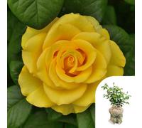 You Garden Harkness Rose 'happy Birthday Yellow' ™, Gift Wrapped 4 Litre Potted