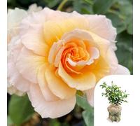 You Garden Harkness Rose 'marjorie Marshall' 3 Litre Pot, Gift Wrapped