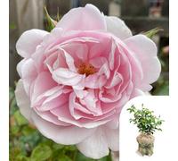 You Garden Harkness Rose 'natasha Richardson' , Gift Wrapped 3-4L Potted
