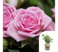 You Garden Harkness Rose 'special Daughter' ™, Gift Wrapped Established Plant In 4L Pot, Ready To Plant, Rose For Pots, Beds, And Borders, Pi