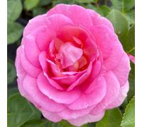 Harkness Rose 'Special Mum' ® 4 Litre Potted Rose, Garden Ready, The