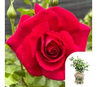You Garden Harkness Rose 'the Coronation' Gift Wrapped 3L Pot