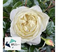 You Garden Harkness Rose 'the Royal Philharmonic Orchestra' Celebration Rose, Established Rose In 4 Litre Pot, Ready To Plant, For Beds, Bord
