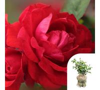 You Garden Harkness Rose 'to My Wonderful Husband' ™, Gift Wrapped Established Plant In 4 Litre Pot, Ready To Plant, For Garden Beds, Borders