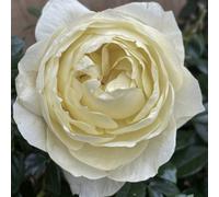 You Garden Harkness Rose 'true Love', Established Rose In 4 Litre Pot, Ready To Plant, For Beds, Borders, And Pots