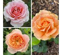 You Garden Harkness Roses 'alfred Robert Boe' ™ Rose, Bare Root Floribunda Rose, Colour-Changing Blooms, Strong Fragrance, Repeat Flowering