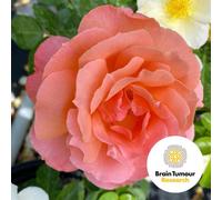 You Garden Harkness Roses 'alfred Robert Boe' ™ Rose, Bare Root Floribunda Rose, Colour-Changing Blooms, Strong Fragrance, Repeat Flowering