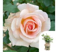 You Garden Harkness Roses Chandos Beauty In 4 Litre Pot, Gift Wrapped Ideal For Beds, Borders Or Patio Planting, Rose Bushes For Garden Rea