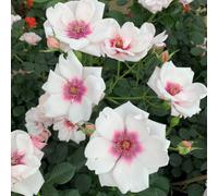 You Garden Harkness Roses Chawton Cottage Rose , Bare Root Rose, Ready To Plant