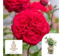 You Garden Harkness Roses Chelsea Pensioner Rose , Gift Wrapped Established Plant In 4 Litre Pot, Ready To Plant, Charity Rose With Red Flow