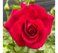 You Garden Harkness Roses Climbing Rose 'the Prince's Trust', 1 X Bare Root, Ready For Planting