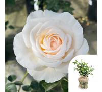 You Garden Harkness Roses 'cream Abundance' Rose, Gift Wrapped 4 Litre Pot