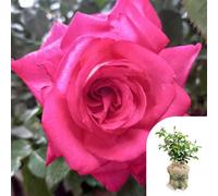 You Garden Harkness Roses Dr. Susan Michaelis Rose, Gift Wrapped Established Plant In 3L Pot, Ready To Plant