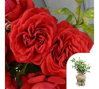YouGarden Harkness Roses Gift Wrapped Michael's Rose 4 Litre Pot
