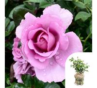 You Garden Harkness Roses 'harry Edland', Gift Wrapped Established Plant In 3 Litre Pot, For Lilac Flowers, Garden Ready Rose For Pots, Beds,