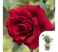 You Garden Harkness Roses James' Rose, Gift Wrapped Established Plant In 3-4 Litre Pot, Ready To Plant Patio Bush Rose With Bright Red Flower