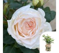 You Garden Harkness Roses 'lady Carnarvon' Rose In 3-4 Litre Pot, Gift Wrapped