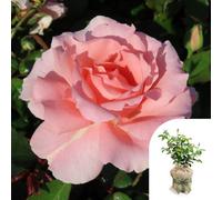 You Garden Harkness Roses L'aimant Rose , 4 Litre Potted, Gift Wrapped