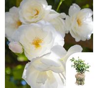 You Garden Harkness Roses Laura's Rose, Gift Wrapped Established Plant In 3-4 Litre Pot, Ready To Plant Patio Bush Rose With White Flowers, R