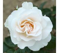 You Garden Harkness Roses 'margaret Merril' Rose , 2 X Bare Roots, Floribunda, Ivory White, Fragrant, Repeat Flowering Garden Roses