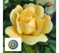 YouGarden Harkness Roses 'Margarette Golding' Rose in 4 Litre Pot