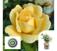 You Garden Harkness Roses 'margarette Golding' Rose In 3-4 Litre Pot, Gift Wrapped