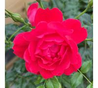 You Garden Harkness Roses 'raspberry Royale' Rose, Bare Root Rose, Deep Red Blooms, Light Fragrance, Great For Pots