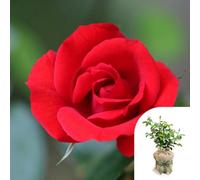 You Garden Harkness Roses 'red Romance' Rose, Gift Wrapped Established Plant In 3 Litre Pot, Ready To Plant Rose, For Pots, Beds, And Borders