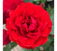 You Garden Harkness Roses 'remembrance' Rose ™ Bare Root, Ready To Plant