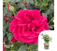 You Garden Harkness Roses Richard's Rose, Gift Wrapped, 1 X 4 Litre Pot, Red Double Flowers, Strong Fragrance, Ready To Plant Garden Shrub