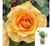 You Garden Harkness Roses Robert's Rose, Gift Wrapped, Established Plant In 4 Litre Pot, Ready To Plant, Fragrant Amber Yellow Flowers, Grow
