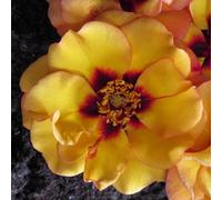 You Garden Harkness Roses 'rspb Razzlebeedazzle' Rose, 1 X Bare Root Rose, Ready To Plant