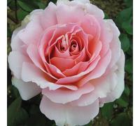 You Garden Harkness Roses 'the Queen Elizabeth Ii' Rose, Bare Root Rose, Ready To Plant