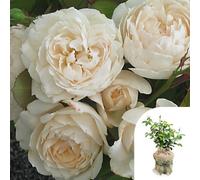You Garden Harkness Sandra's Rose, Gift Wrapped Established Plant In 4 Litre Pot, Ready To Plant, Fragrant Shrub Rose For Pots, Beds, And Bor