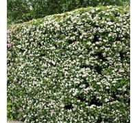 You Garden Hawthorn Hedge Crataegus Monogyna Set Of 10 Bare Root Hedges 60-90Cm Tall