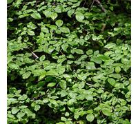 You Garden Hazel Hedge Corylus Avellana Set Of 10 Bare Roots 90-120Cm Tall