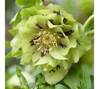 You Garden - Hellebore Double Ellen Green 9Cm