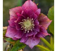 You Garden Hellebore Double Ellen Red In A 9Cm Pot