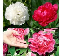 You Garden Herbeaceous Hardy Peony Plants Pink Red And White Bare Roots - Supplied As Bare Root Peony Plant Ready To Plan Tin Gardens