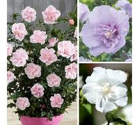 You Garden Hibiscus 'chiffon' Series 3 Plants In 2L Pots 50Cm Tall