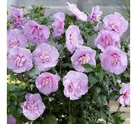 You Garden Hibiscus Lavender Chiffon In A 9Cm Pot
