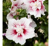 You Garden Hibiscus Starburst Chiffon In A 3L Pot Hibiscus Plants For Gardens